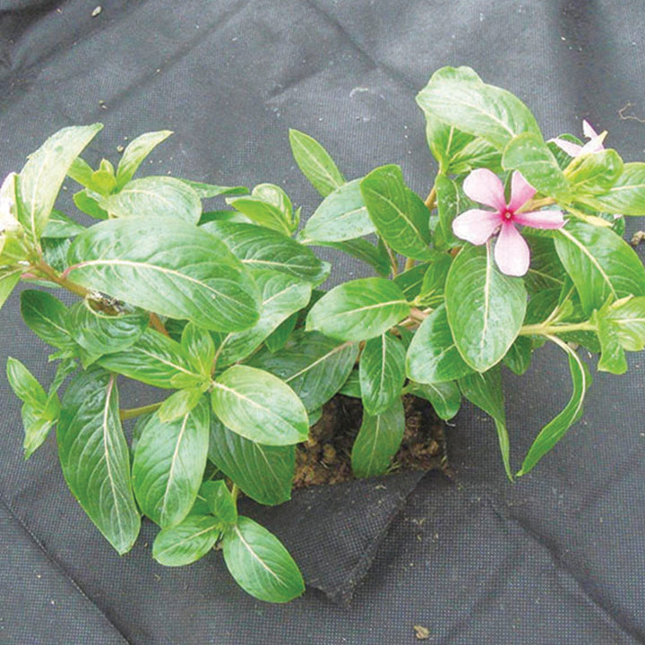 Greenmill agrotextília, gyomirtó, 50g, 1.6x5m, fekete, GR1014